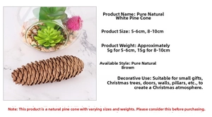 Macro detail of natural pine cones in sizes 5-6cm and 8-10cm for Christmas decor