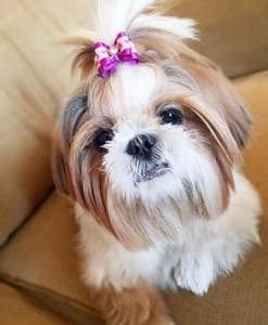 Close-up of a small purple pet bow with heart pattern and rhinestone on a dog