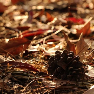 Detailed close-up of a natural brown pine cone on a bed of blurred autumn forest leaves