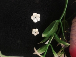 Detailed view of 10mm carved shell flower beads with center hole on black felt