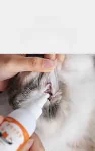 Démonstration pratique de l'application de gouttes nettoyantes dans l'oreille d'un chat