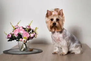 Pink silk pet bow hair accessory with pearl on a Yorkshire Terrier for grooming