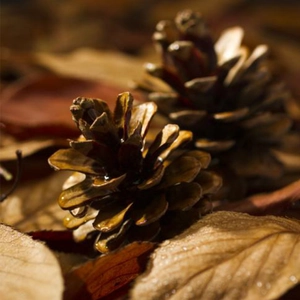 Macro shot of natural brown pine cones with detailed scales for Christmas decoration