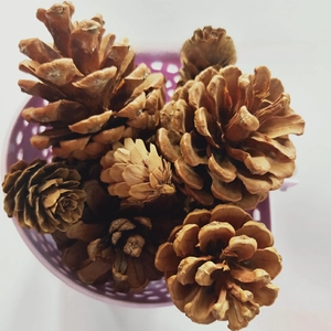 Close-up of natural pine cones in various sizes for rustic holiday decor and DIY crafts