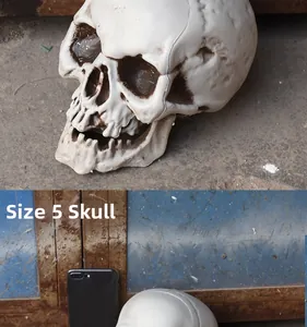 Detailed close-up of a realistic skull model showing bone texture and size comparison