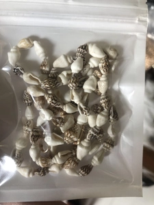 Close-up of natural small black and white conch shells used for fashion eyewear chains