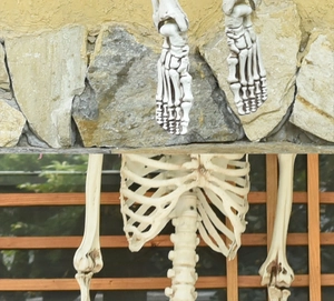 Detailed skeletal bone structure of Halloween skull decoration on stone and wood background