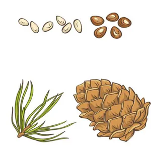 White tipped pine cones and fresh nuts with green needles for Christmas decor