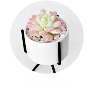 Close-up of pink and green succulent in white ceramic pot with black iron tripod stand