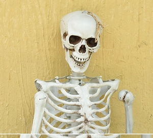 Close-up of realistic life-size hanging human skull and ribcage skeleton for Halloween decor