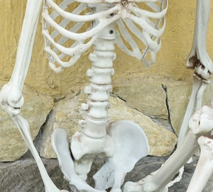 Macro shot of realistic human skeleton torso with detailed ribcage and spine anatomy
