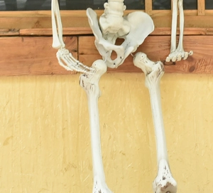 Detailed view of the plastic human skeleton model pelvis and hip joint for Halloween decor