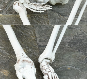 Detailed macro view of aged resin skeleton joints and feet for Halloween decor