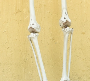 Detailed close-up showing the textured knee joint of a realistic Halloween skeleton prop