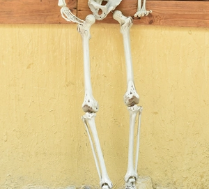 Detailed view of realistic skeleton leg bones and pelvis for Halloween haunt decor