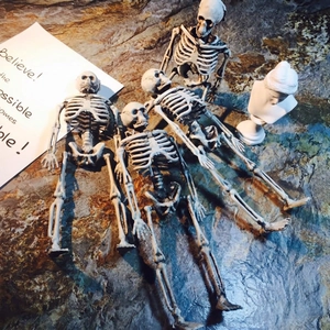 Detailed view of four assorted miniature resin skeletons with realistic weathered texture