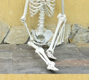 Detailed macro view of a realistic human skeleton model sitting on stone ground