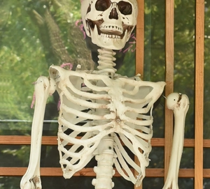 Detail of life-size skeleton skull and rib cage for Halloween haunted house bar decor