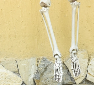 Detailed close-up of plastic skeleton leg and foot bones against a yellow wall