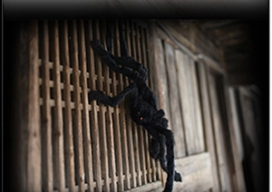 Close-up of a large black furry spider with red eyes on a vintage wooden wall background