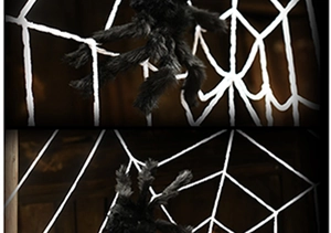 Close-up of a black furry spider on a white rope cobweb for Halloween party decoration