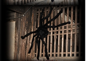 Close-up of a large black furry artificial spider for Halloween party atmosphere decoration