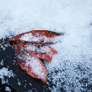 Artificial snow powder covering red withered leaves for winter Christmas decorations