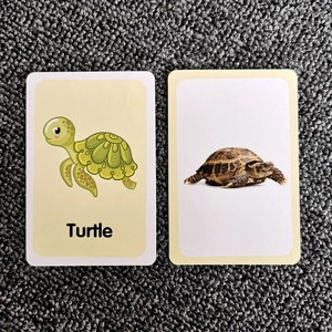 Detail of early education flash cards showing cartoon and realistic turtle illustrations