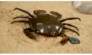 Macro-opname van een realistische bruine speelgoedkrab met lichtgevende ogen op een zandstrand
