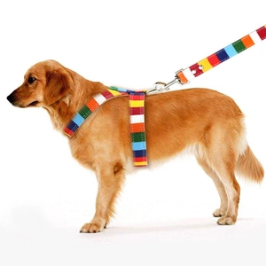 Golden Retriever wearing a colorful striped pet harness and leash set with metal buckles