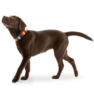 Close-up of a Labrador wearing a vibrant rainbow striped canvas pet collar on white background