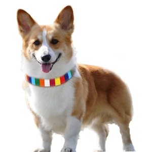 Rainbow striped canvas pet collar shown on a Corgi dog against white background
