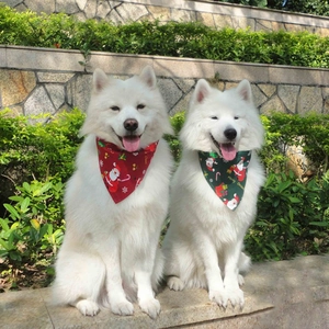 Outdoor shot of two Samoyed dogs wearing red and green Merry Christmas cotton bandanas