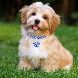 Close-up of a blue and white rhinestone pet collar with a paw print pendant on a puppy