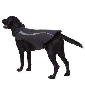 Close-up of a black waterproof dog vest with reflective strip on a black Labrador retriever