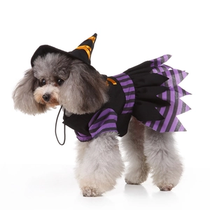 Detail of dog Halloween witch costume with purple striped sleeves and matching pointed hat