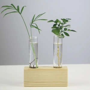 Minimalist wood stand with two glass test tubes for hydroponic plant propagation