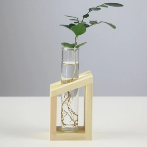Close-up of clear test tube glass vase with roots inside a geometric wooden stand