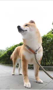 Outdoor scene of Shiba Inu standing on stone floor for pet paw cleaner demo