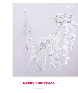 Detail of a snow-covered cedar branch with dark berries for Christmas decor