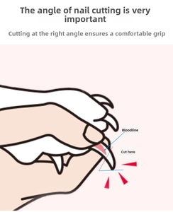 Instructional guide showing the correct cutting angle to avoid the pet nail quick
