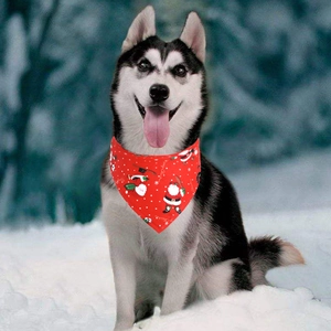 Close-up of Husky wearing a red Christmas Santa Claus pet bandana in a winter setting