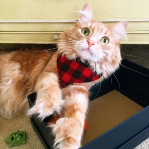 Detail of red and black buffalo plaid cotton dog bandana on a cute cat peeking out