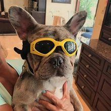 Close-up of a French Bulldog wearing yellow UV-protection pet goggles with black lenses