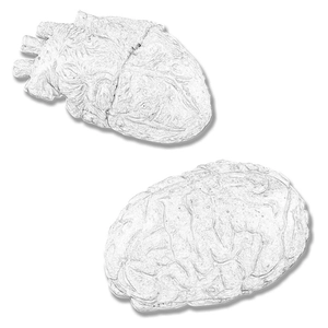 Halloween bloody severed heart and brain organ props for haunted house prank decorations