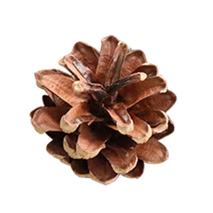 Natural 4-5cm brown pine cone for Christmas DIY crafts and festive home decoration