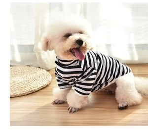 Close-up of black and white striped dog t-shirt on a Bichon Frise puppy in natural light