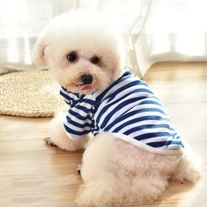 Blue and white striped summer dog vest for small breeds shown on a Bichon Frise