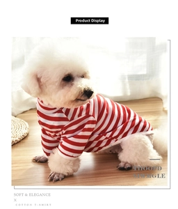 Close-up of small dog wearing red and white striped cotton T-shirt on wooden floor