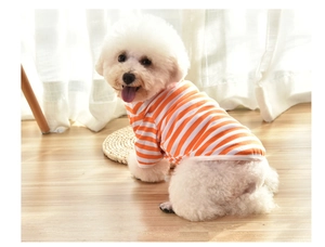 Close-up of a white Bichon dog wearing an orange and white striped cotton pet vest